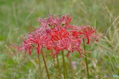 終わり花