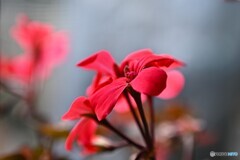 窓辺