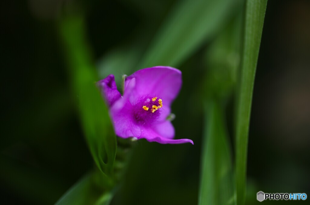 時節花