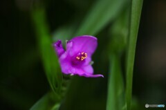 時節花