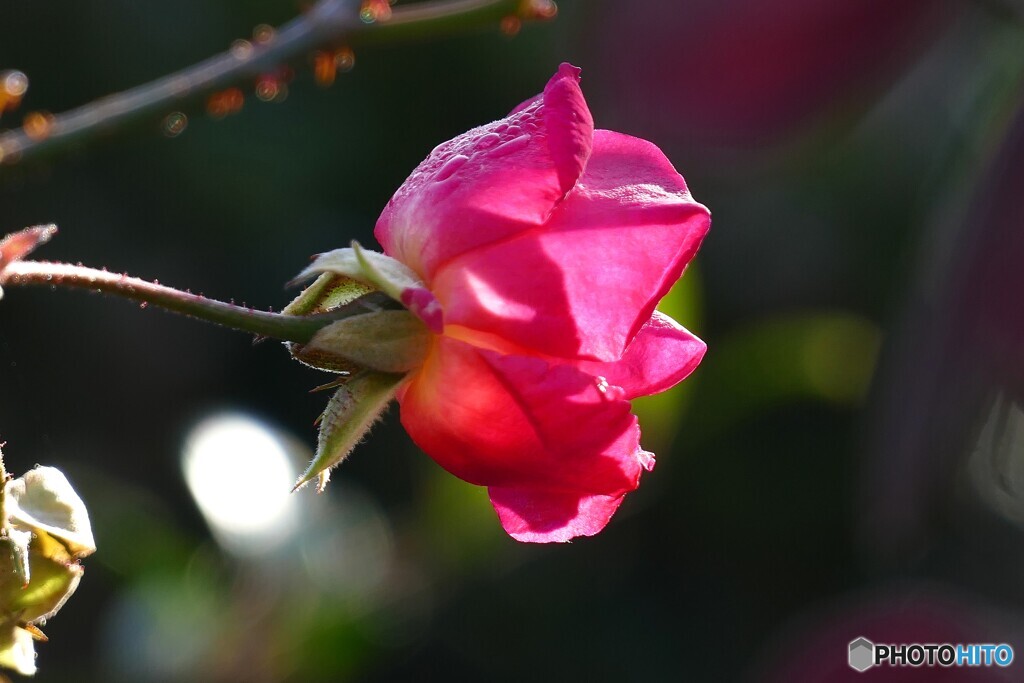 最後の一輪まで