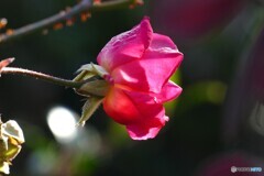 最後の一輪まで