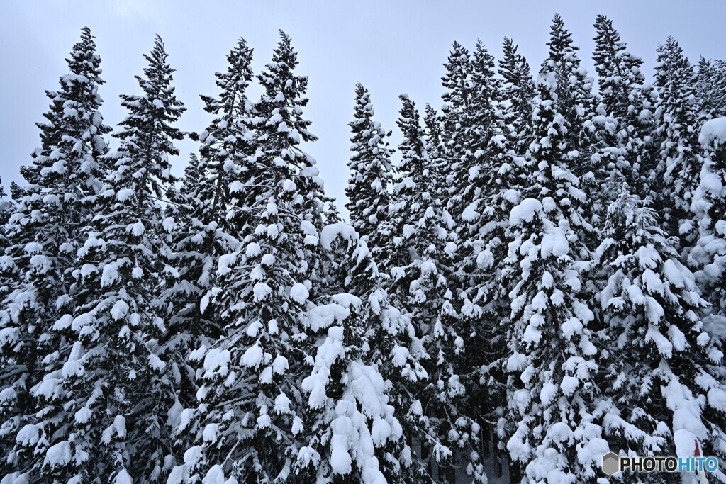 風雪に耐えて