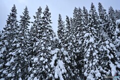 風雪に耐えて