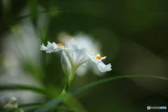 清々しく