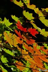 今まさに衣替えの時 今まさに衣替えの時