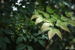 季節の移ろい