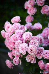 華やぐ時