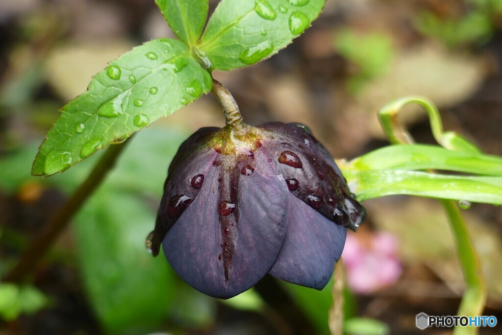 地植え黒の魅力