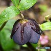 地植え黒の魅力