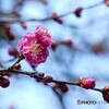 歓迎