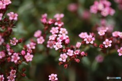 小さな花園
