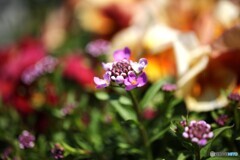 花々に囲まれて