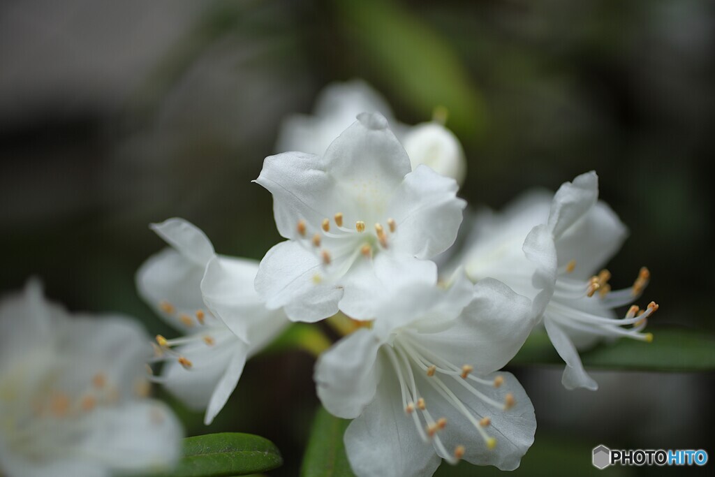 清純