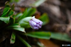 ようやくお目覚め