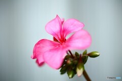 優しさ溢れて 優しさ溢れて