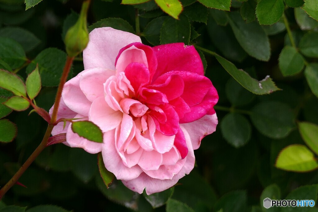 ほっぺにお召かし