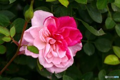 ほっぺにお召かし