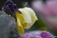 耐えて春待つ