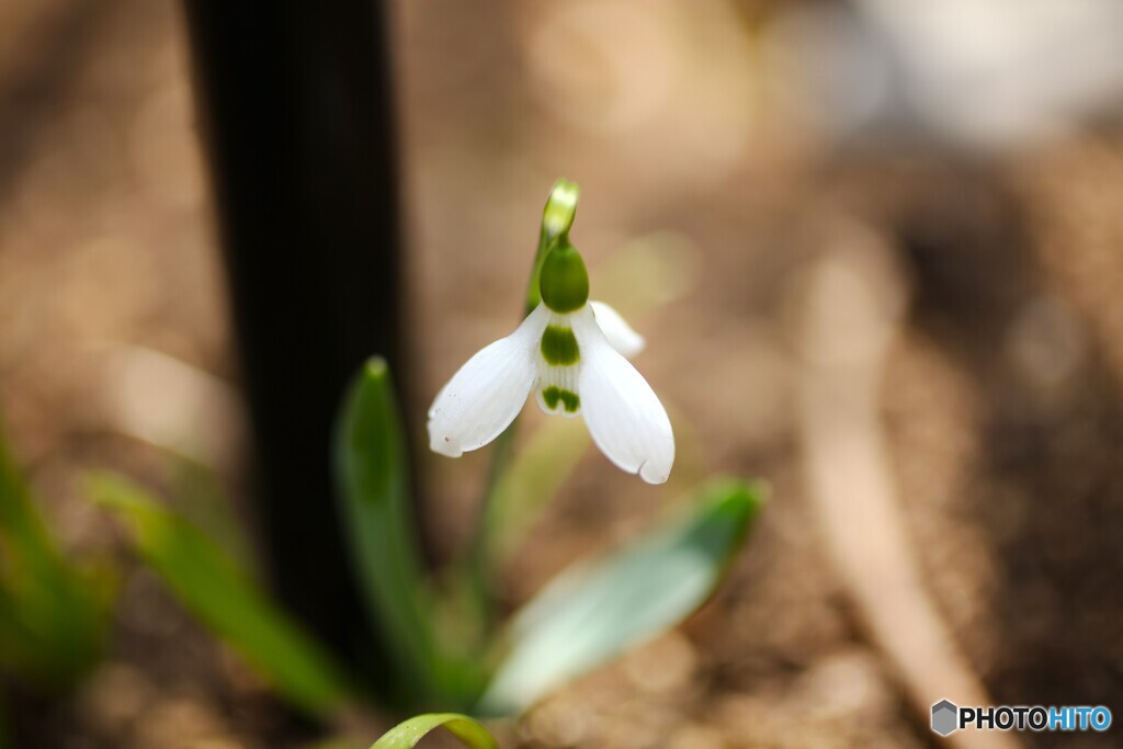 ﾄﾞﾛｯﾌﾟ弾けて