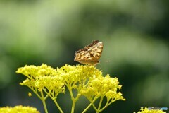 一寸晴れ間に