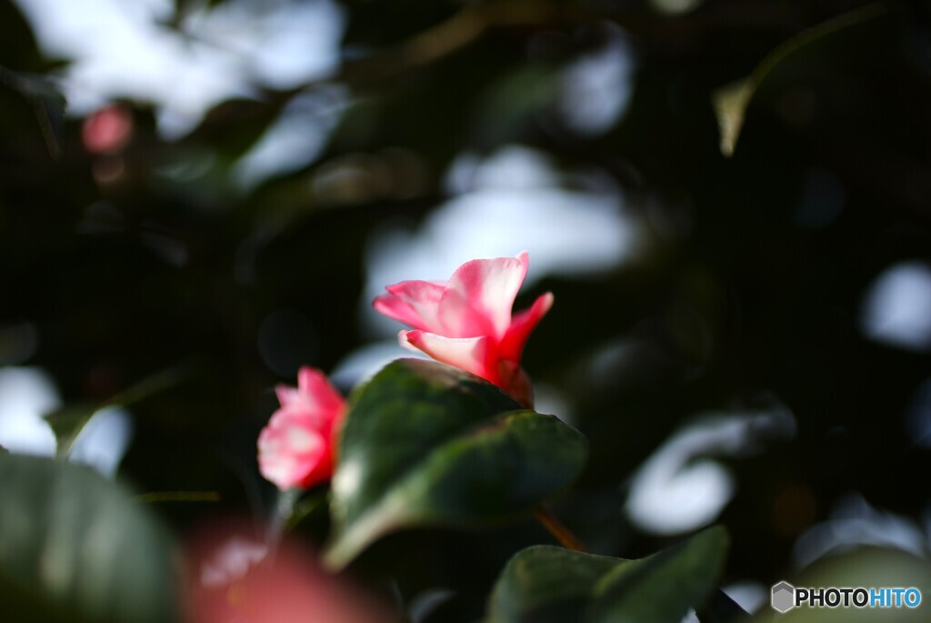 春の陽