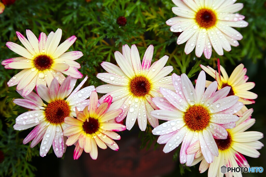 雨上がりの午後