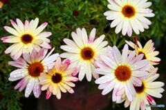 雨上がりの午後