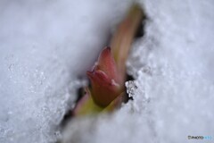 初春に顔見せ