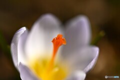束の間の温もり