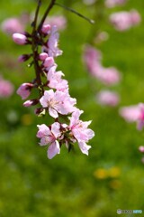 春風に揺れて