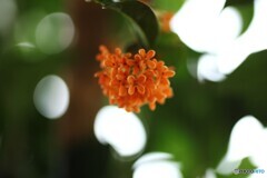 香り漂わせ