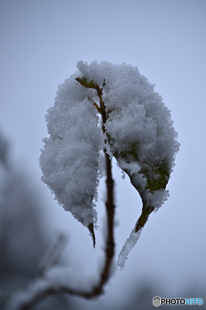 破れた雪ハート
