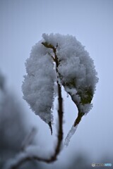 破れた雪ハート