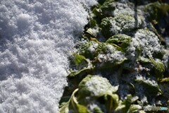 雪解け