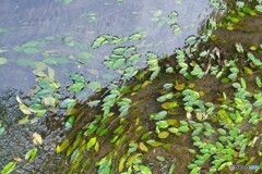 流れに夫々身を任せて