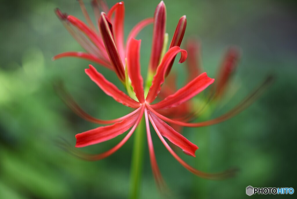 秋花火
