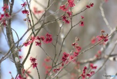 春を呼ぶ
