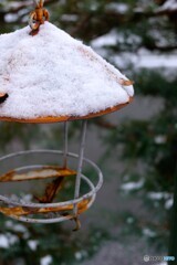 朽ち果てたサンクチュアリ