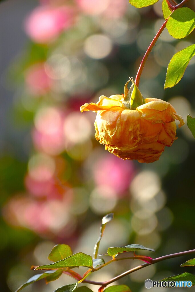 寒さに項垂れて