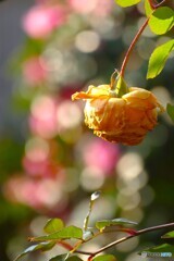 寒さに項垂れて