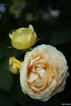 蕾から開花まで