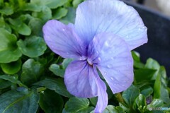 降ったり止んだり