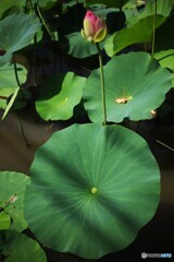 水辺の影