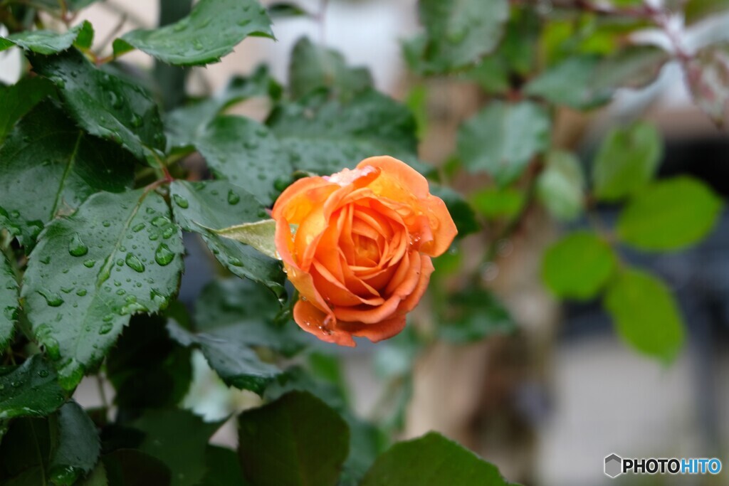 香り振り撒いて