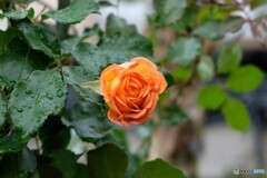 香り振り撒いて