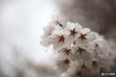 春風受けて