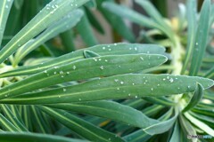 小さな冬の使者