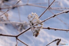 凍えて折れそう