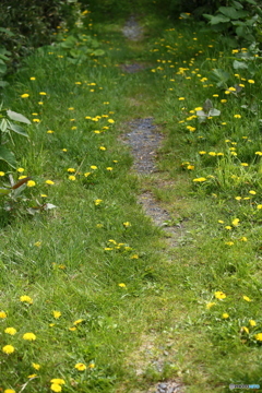 たんぽぽの散歩路